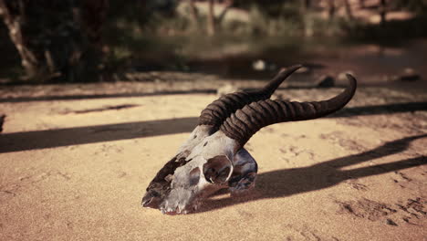 close up of an animal skull in the desert