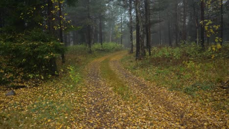 Dirt-trail-pathway-covered-with-fallen-leaves-crossing-a-cold-eerie-forest-during-Autumn---Slow-Tilt-up-shot