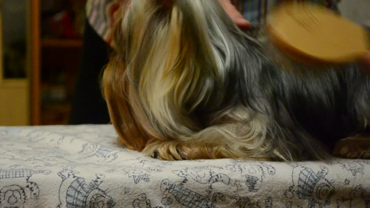 Yorkshire terrier