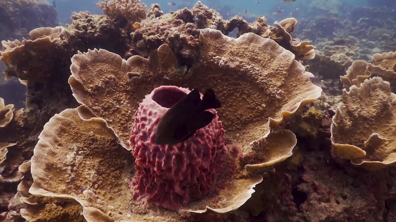 damisela nadando alrededor de la esponja de barril en el centro de la placa de coral en koh tao, tailandia