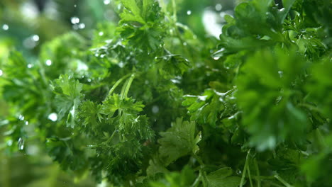 parsley herbs watered by spring rain splashing onto their green, lush foliage - macro and slow motion