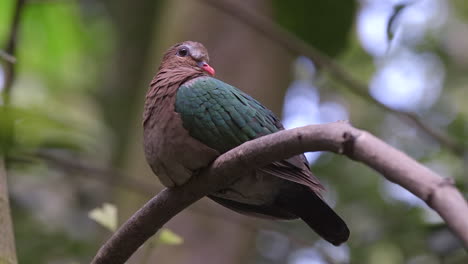 hermosa perca de paloma esmeralda con tapa gris en la rama de un árbol de cerca