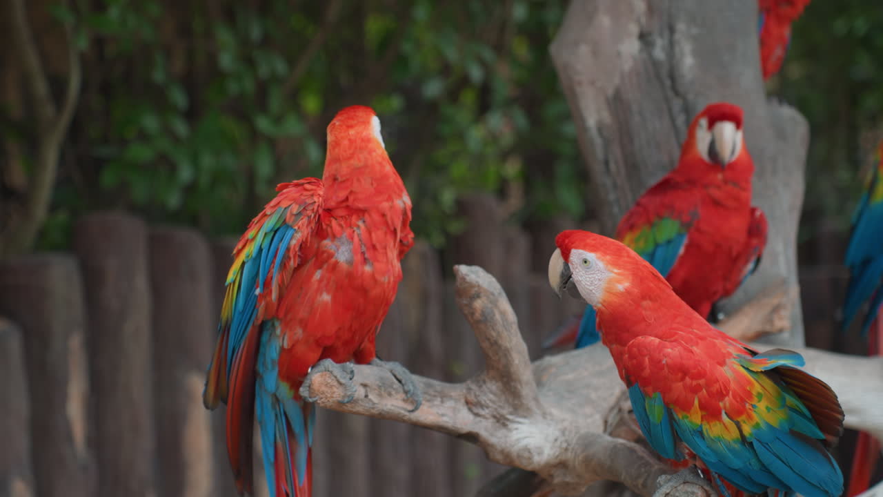 Brightly colored macaws interacting. Spectacular display of vibrant macaws during pairing behavior. Lively scene of brightly hued macaws showcasing their mating and habitat celebrations