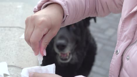 Woman-taking-care-of-a-back-mastiff-dog-with-conjunctivitis-cleaning-eyes