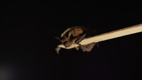 A-brown-bat-isolated-on-black-background