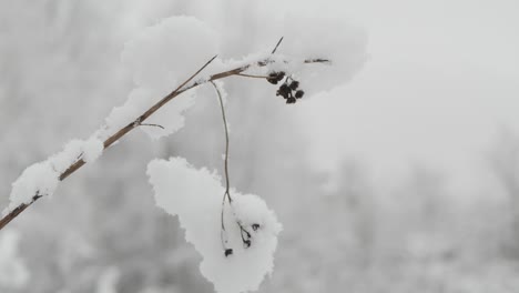 snow collecting on small dry plant on cloudy winter