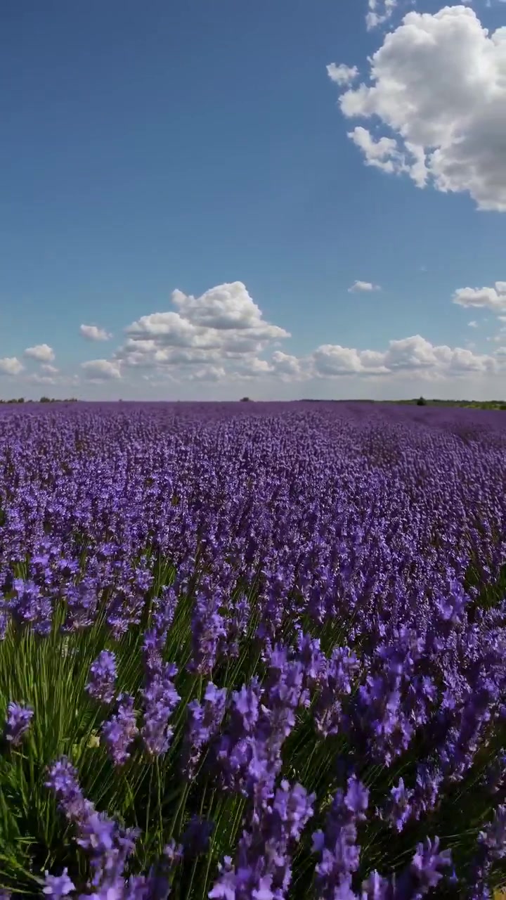 Vibrante campo di lavanda sotto un cielo azzurro brillante