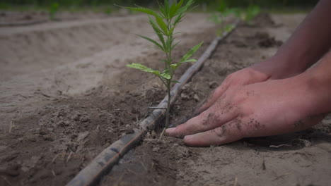 man covers hemp plant in ground with dirt outside on farm