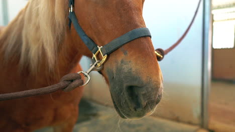 Caballo-Castaño-Tranquilo-Y-Dócil-Asegurado-En-Un-Establo---Aislado-De-Cerca-En-Cámara-Lenta-Inclinado-Hacia-Arriba