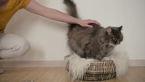 unrecognizable woman crouching and trying to pet her cat on wicker basket but the unwilling cat going away