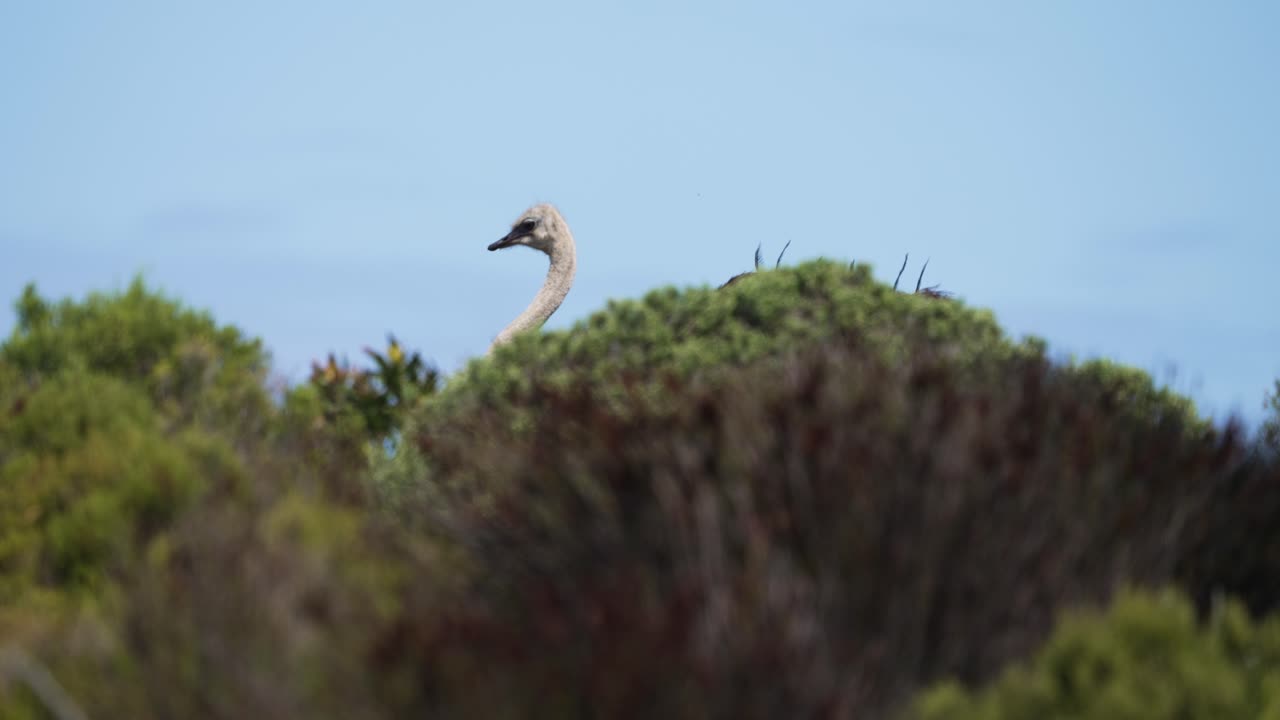 avestruz escondida en el bosque