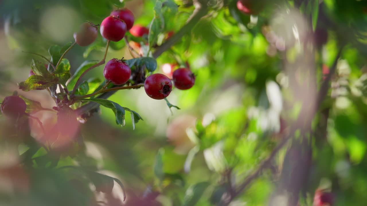 Sunlit morning video showcases ripe Rowan berries&mdash;a mystical tree fending off witches, revealing the future, and making jam, while attracting wildlife in woods and towns