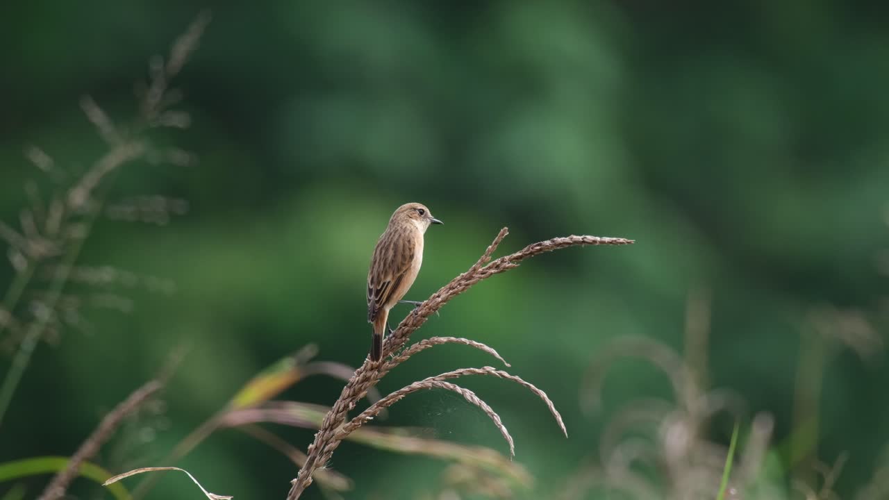 Vu de dos, regardant autour de lui par un matin venteux, un Traquet de l'Amour ou Traquet de Stejneger (Saxicola stejnegeri), Thaïlande