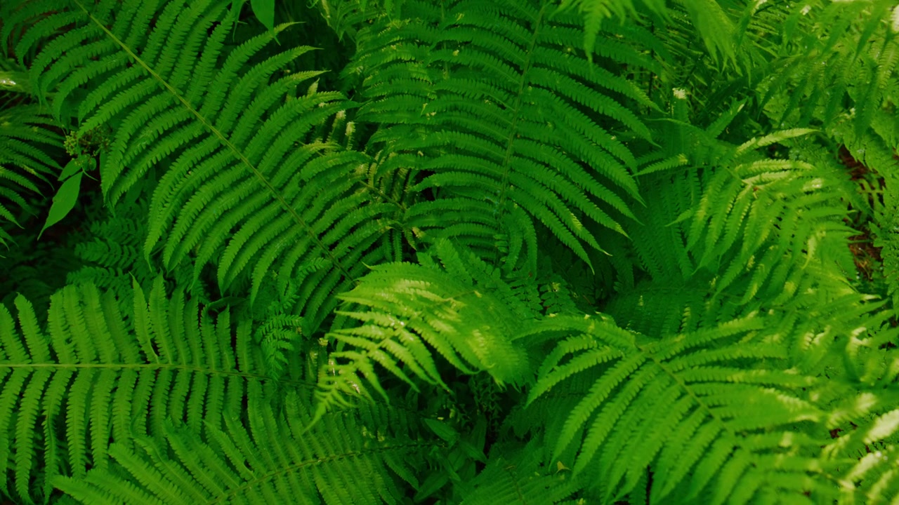 Samambaias verdes vibrantes preenchem o quadro com padrões detalhados das folhas. A luz filtra-se suavemente, destacando texturas e curvas naturais. Não há pessoas presentes na cena. Ideal para natureza, bem-estar.