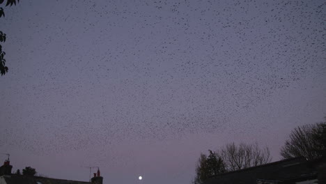 thousands of starlings descend into roost with moon in the evening sky