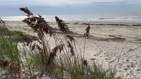 pampas grass at beach in kiawah island south carolina