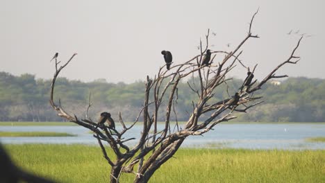 flock of cormorants or phalacrocoracidae perching on a dry tree in thold bird sanctuary of ahmedabad gujarat india