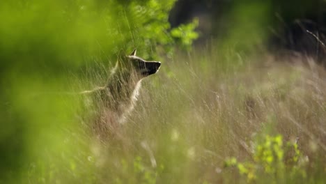 grey wolf canis lupus standing in tall grass, yawns and stretches, hoge veluwe