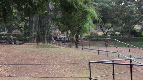 a flock of ostrich birds running up and down in large isolated space in birds park, hambantota.