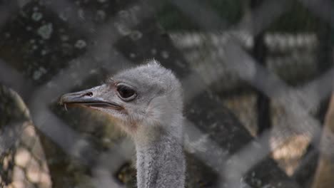 Primer-Plano-De-Un-Pájaro-Emú-Asomando-La-Cabeza-Alrededor