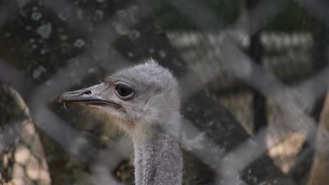 primer plano de un pájaro emú asomando la cabeza alrededor