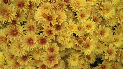 videoaufnahme von leuchtend gelben chrysanthemen im herbst