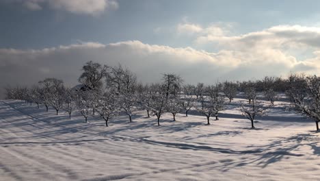 Morgenwanderung-In-Schneebedeckten-Wäldern