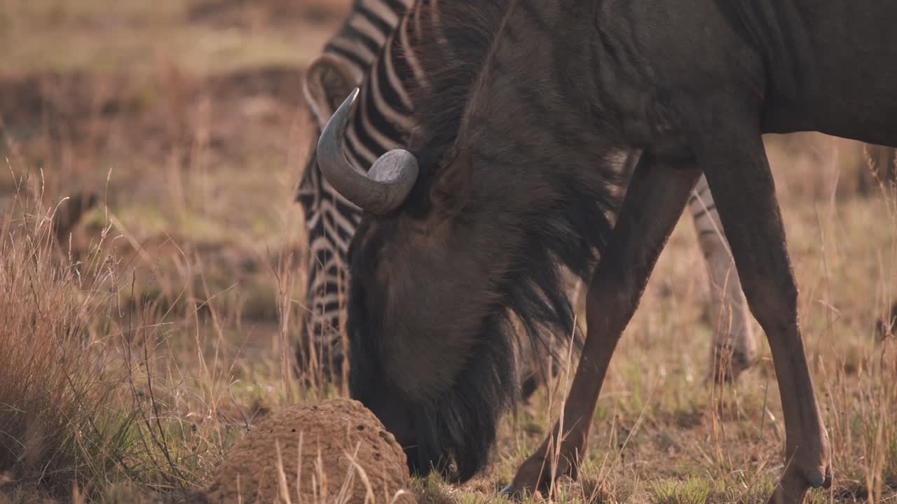 Wildebeest and plains zebra graze together in savannah, close up