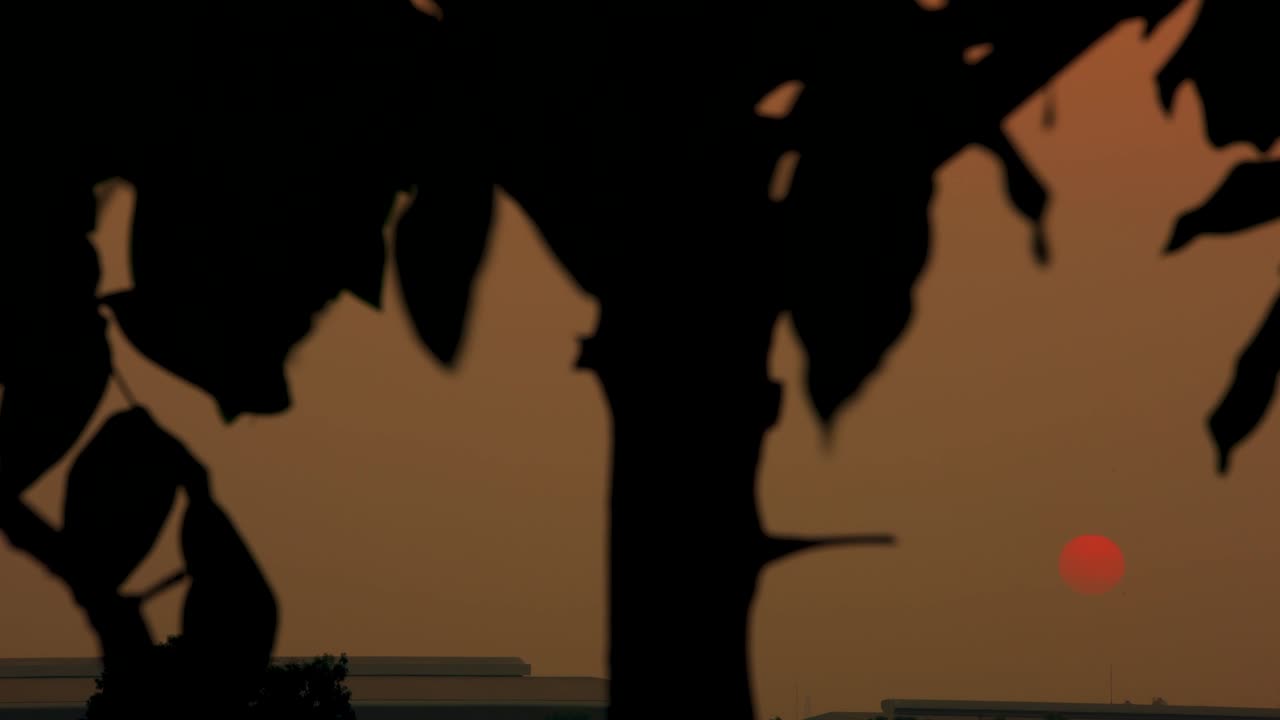 árbol con el sol poniéndose en el fondo del lapso de tiempo