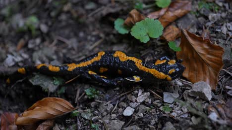 Unbeholfene-Bewegungen-Eines-Feuersalamanders,-Der-In-Osteuropa-Und-Rumänien-Beheimatet-Ist