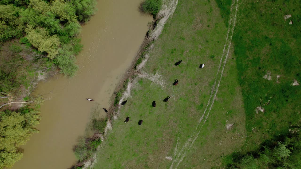 물과 풀을 뜯는 소가 있는 푸른 들판