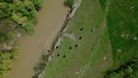 Green-field-with-water-and-grazing-cows