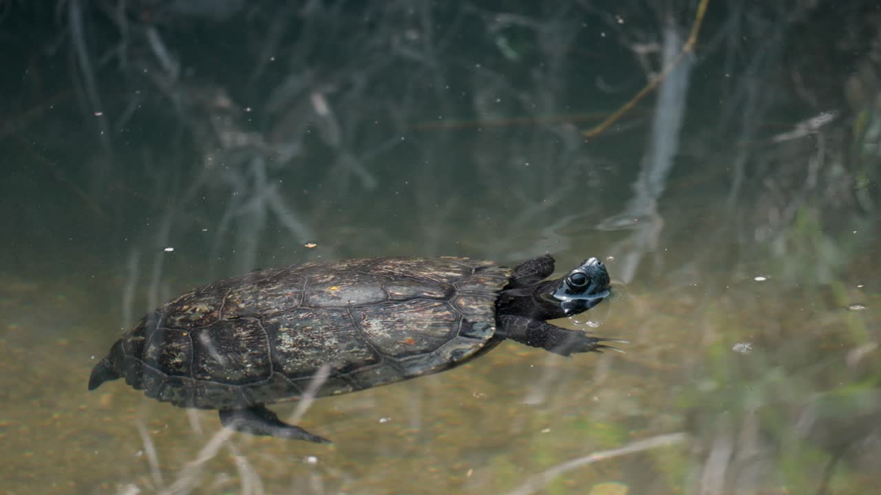 Small Black Japanese Pond Turtle Swimming In the Pond