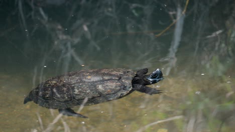 Pequeña-Tortuga-De-Estanque-Japonesa-Negra-Nadando-En-El-Estanque