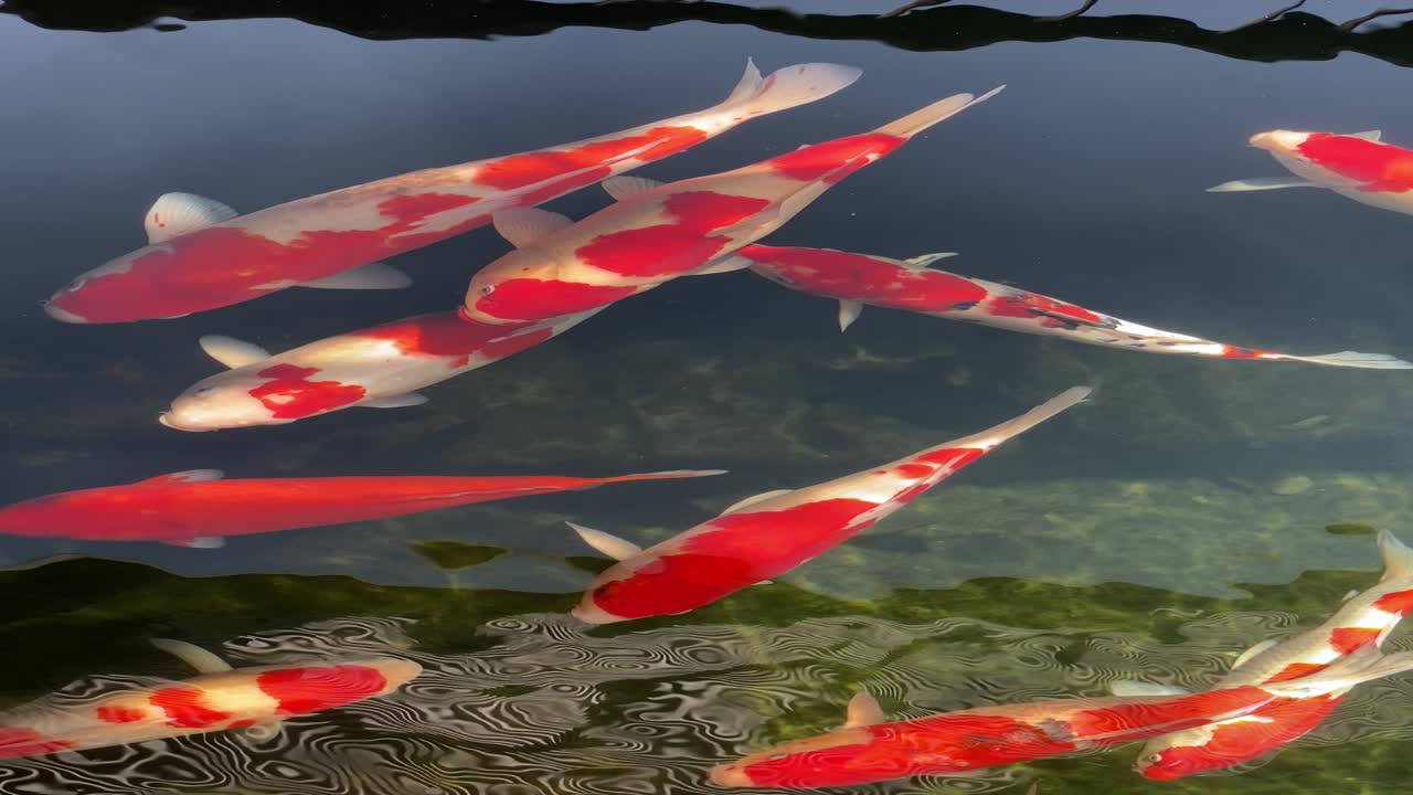 imágenes en bruto de 4k de grandes peces koi nadando juntos en aguas claras