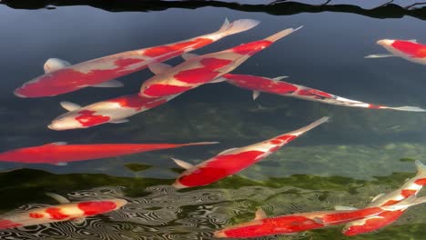 4k raw footage of large koi fish swimming together in clear water