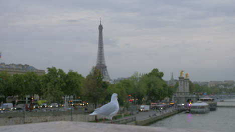 vista de parís y gaviota mirando a la ciudad de francia