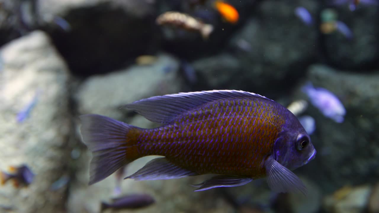 물속에서 다채롭고 희귀한 물고기의 근접 사진