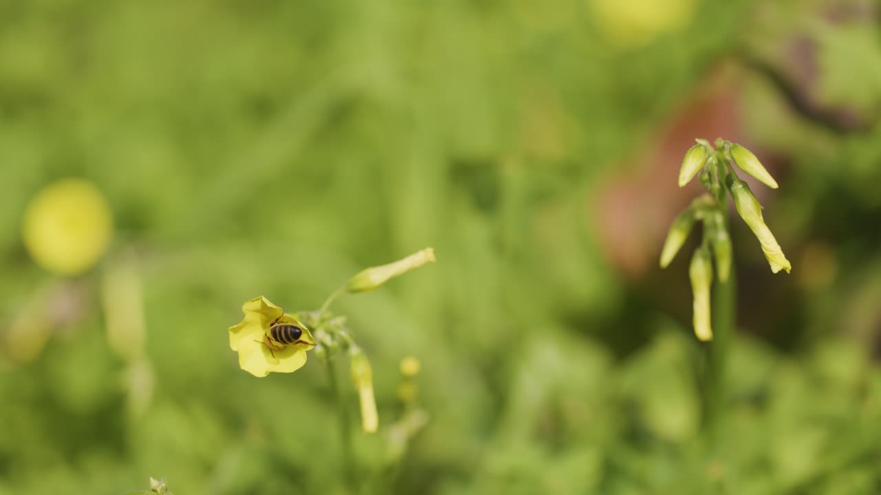 Bee lands on yellow flower, feeds on nectar, then flies away in bright natural sunlight