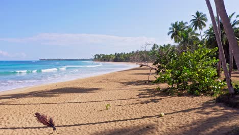 stunning palm fringed tropical beach on the caribbean sea, summertime