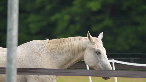 A-white-horse-peers-over-a-wooden-fence-in-a-lush-pasture,-with-a-tranquil-and-observant-expression