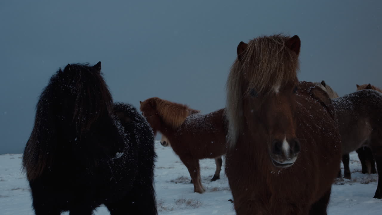 caballos islandeses con nieve suave cayendo y reuniéndose en la capa marrón oscuro