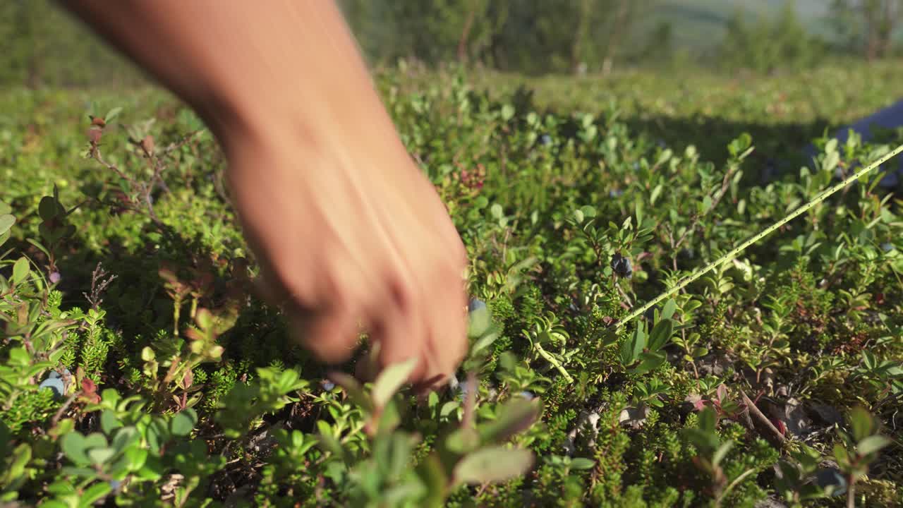 A Hand Tightens a Tent Line Among Low Tundra Plants Dotted With Blueberries While Setting Up Camp in Finnmark, Norway - Close Up