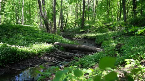 small stream with many branches and short logs in a very green forest, both banks full of daisies