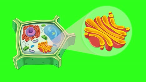 animation highlights plant cell structure focusing on the golgi apparatus with vibrant colors and smooth transitions