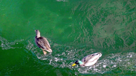 A-pair-of-mallards-swims-in-a-stream,-looking-for-food-in-the-cold-winter-months