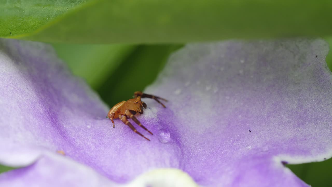 pequeña araña se sienta en la flor macro queensland australia