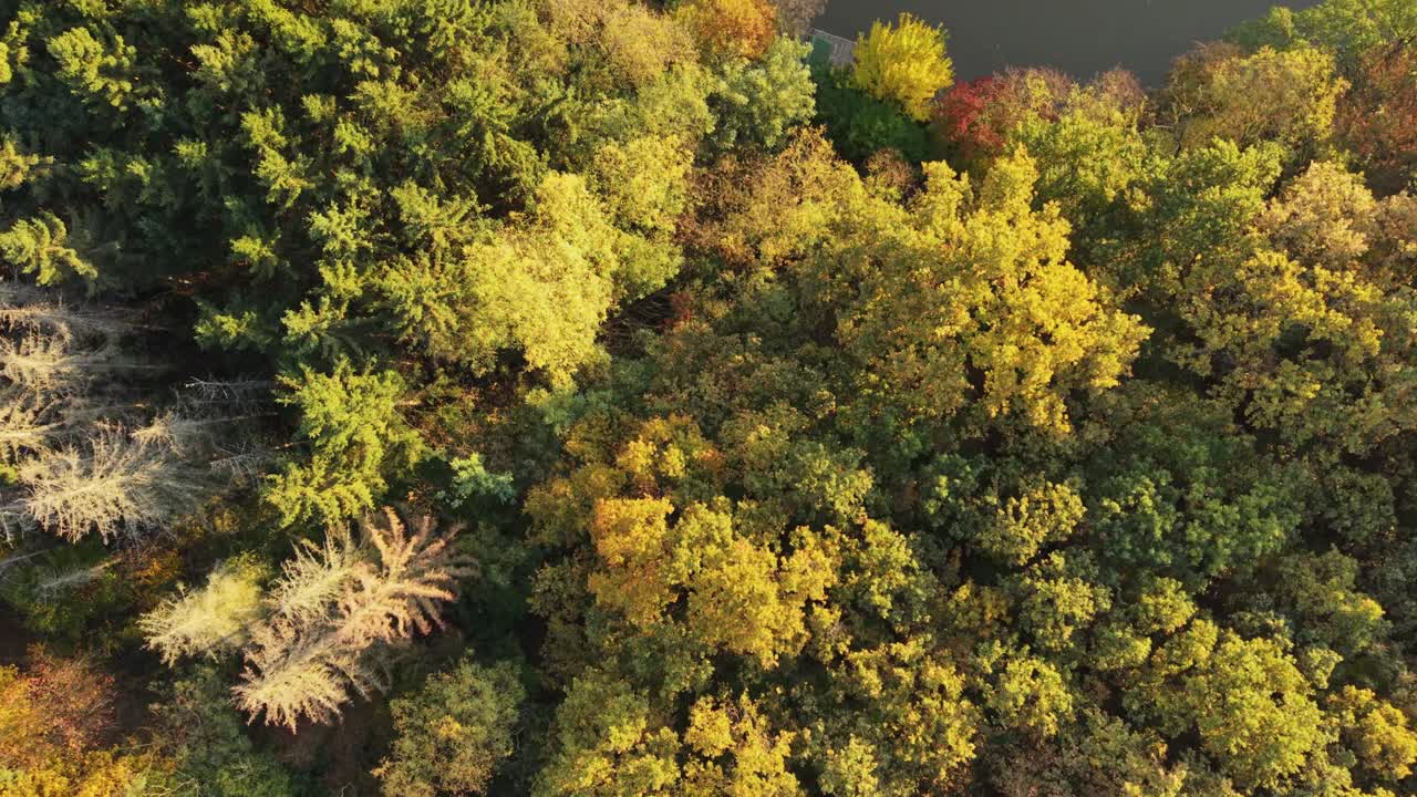 An aerial view of a dense forest in autumn, showcasing a rich palette of golden, orange, and green tones. The sunlight highlights the changing foliage, capturing the seasonal transformation from above