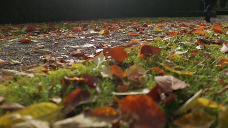 legs of person walking on path covered by autumn leaves