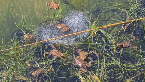 frog paradise in pond, freshly squished white eggs are fertilized by male frogs so new frogs can have chance at life